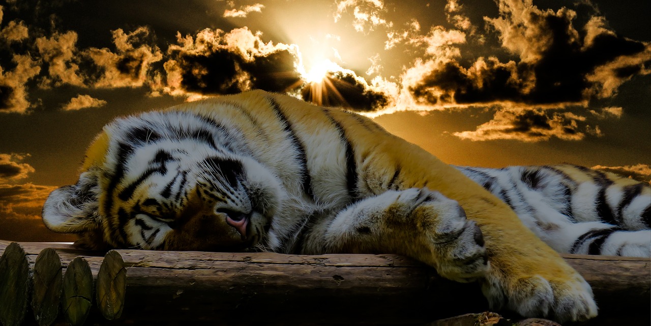 Sleeping Tiger